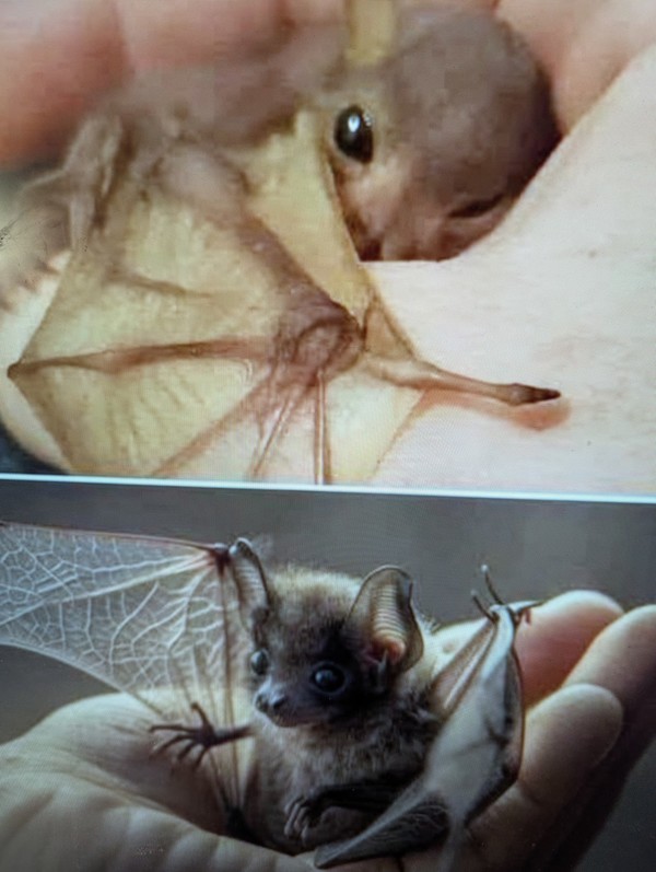 J'ai juste trouvé ça joli !